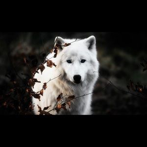 Meet your Posher, Gilberto